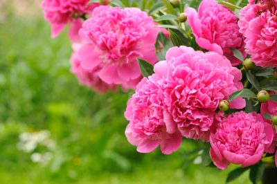 Quando fioriscono le peonie?