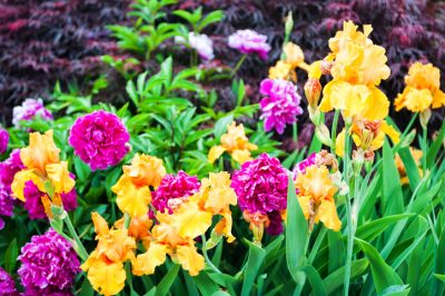 Quando sono le peonie di stagione?