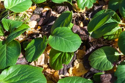 Essiccazione delle peonie - per cosa e come?