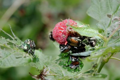Prevenzione e controllo, La larva della prugna in giardino: comparsa