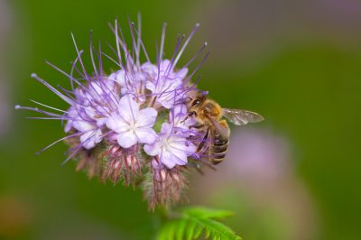 La stagione di fioritura della Phacelia