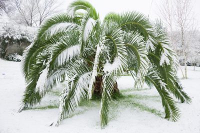 La palma Phoenix è resistente?