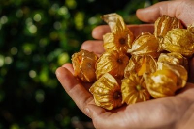 La corretta cura del physalis