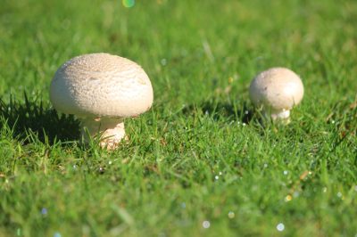 Funghi nel prato come fattore di disturbo - prevenzione e rimozione