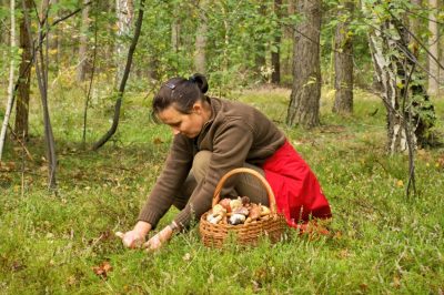 La stagione dei funghi - quali funghi si possono trovare in quali periodi