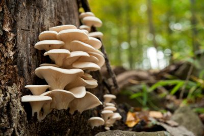 Funghi nella foresta e nel giardino - una panoramica delle varietà velenose e commestibili