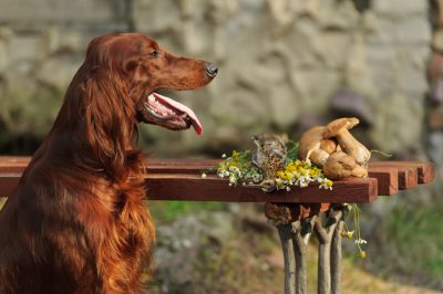 Funghi come cibo per cani