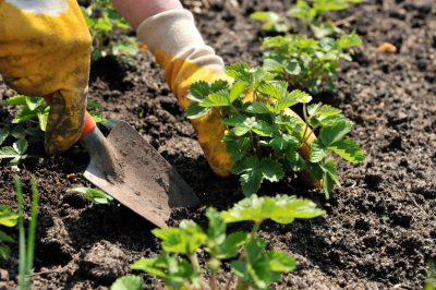 La gramigna: velenosa o commestibile?
