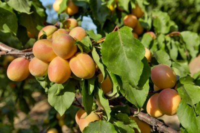 Quanto diventa vecchio un albero di prugne?