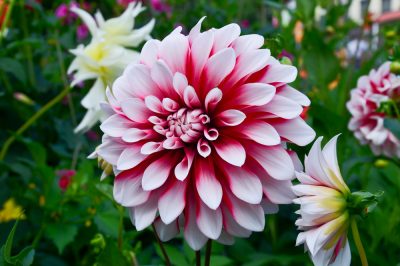 La giusta cura per il phlox cushion