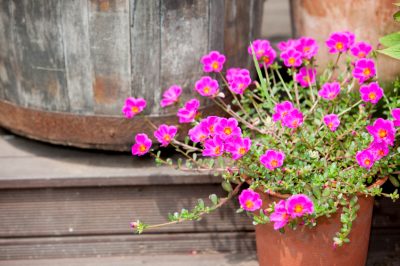 La portulaca è commestibile?