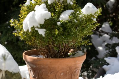 La portulaca invernale - gustosa dispensatrice di vitamine nella stagione fredda