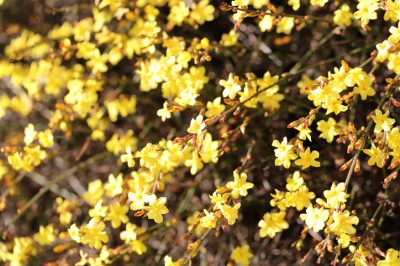 La posizione ideale per il fiore di porcellana