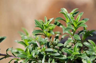 La magnifica orchidea: resistente all'esterno?