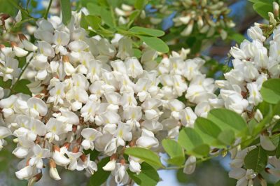 È necessario potare le orchidee?