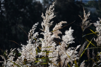 La vite pompon delizia con una gloria fiorita tropicale per tutta l'estate