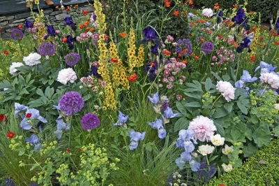 La gloria del mattino in giardino: le migliori cure per piante sane