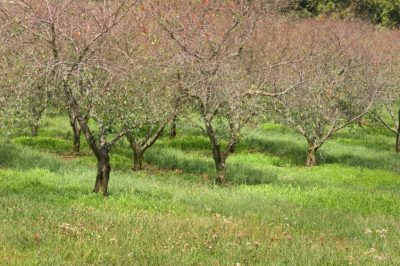 Quanto sono resistenti i purplebells?