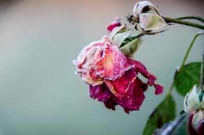 Molte rose rampicanti sono resistenti