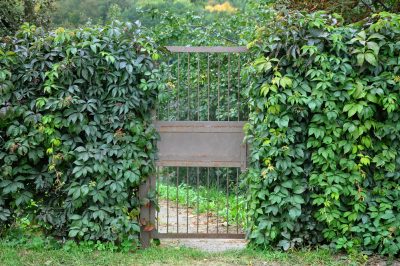 La rucola deve essere seminata solo una volta