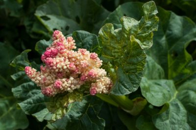 Rimuovere il fiore del rabarbaro è ricompensato con un ricco raccolto