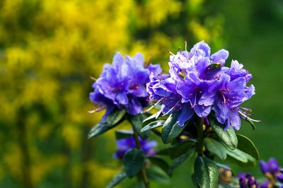 Le varietà e le specie di rododendro più popolari