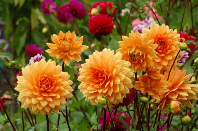 La calendula nel giardino: Consigli per la semina e la cura