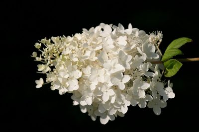 Truss hydrangea 