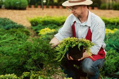 L'altezza del delphinium dipende dalla varietà