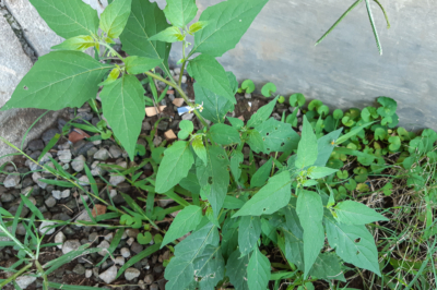 Larkspur - grande ricchezza di specie e varietà