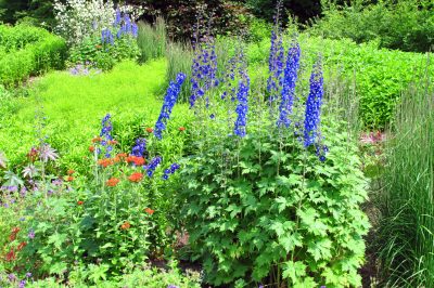 Cosa fare?, Larkspur ottiene foglie gialle