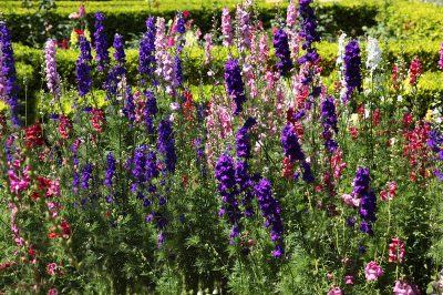 Larkspur appassito - Cosa fare ora?