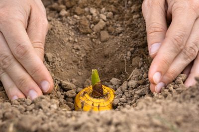Quando e come fertilizzare il prato? - Come farlo bene