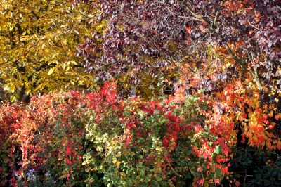 La corretta cura della rosa 'Leonardo da Vinci' in vasca