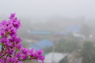 Le rose - una varietà di specie e cultivar per il giardino e i contenitori