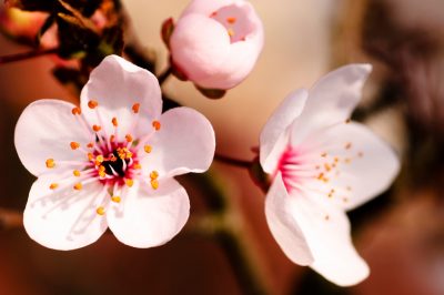 La corretta distanza di piantagione per diverse rose