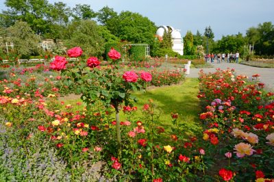 Le rose amano una posizione ariosa