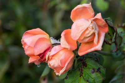 Le rose si macchiano di macchie marroni - cosa puoi fare?