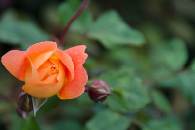 La famiglia delle rose comprende numerose specie
