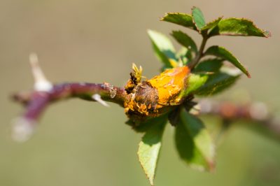 Malattie della rosa: Prevenzione all'inizio della primavera
