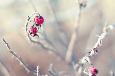 Le rose in letargo in cantina - Come far passare alle vostre bellezze la stagione fredda