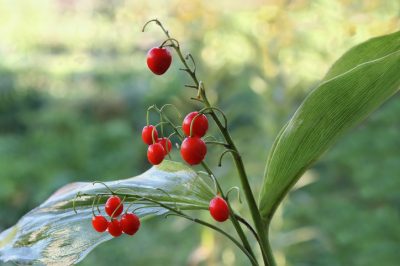 La coltivazione delle rose richiede molta pazienza e dedizione
