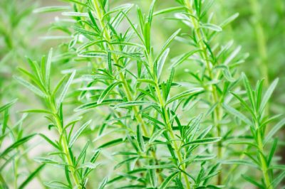 Rosemary - What to do about powdery mildew?
