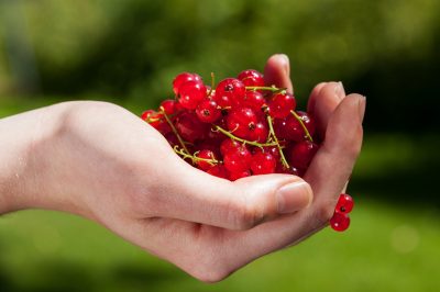 L'effetto del ribes rosso sulla salute