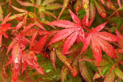 L'acero rosso diventa verde - cosa fare?