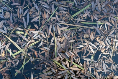 Questi consigli ti aiuteranno a combattere il trifoglio rosso in giardino