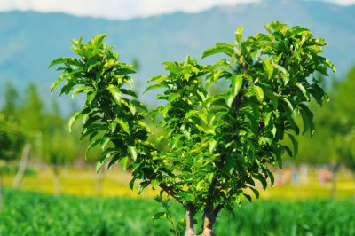 Le radici del cipresso colonnare non arrivano in profondità