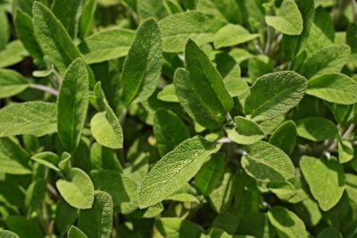 La salvia è velenosa?