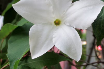 La posizione perfetta per il sigillo di Salomone in giardino