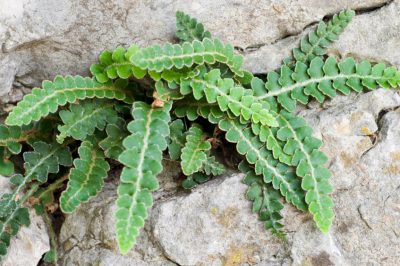 L'olivello spinoso è un frutto selvatico velenoso?